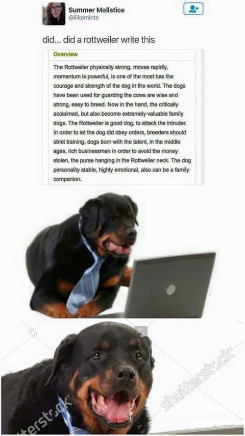This meme is a screenshot of a Twitter post that appears to be a review or critique of the breed of dog known as a Rottweiler. The text reads, "In order to let the dog obey orders, breeders should...". However, the text is cut off, implying that the rest of the sentence is "...strict training, dogs born with the talent, in the middle ages, rich businessmen in order to avoid the money stolen, the purse hanging in the Rottweiler neck." This is a humorous and satirical take on the idea that Rottweilers are known for being fiercely loyal and protective of their owners' property.
