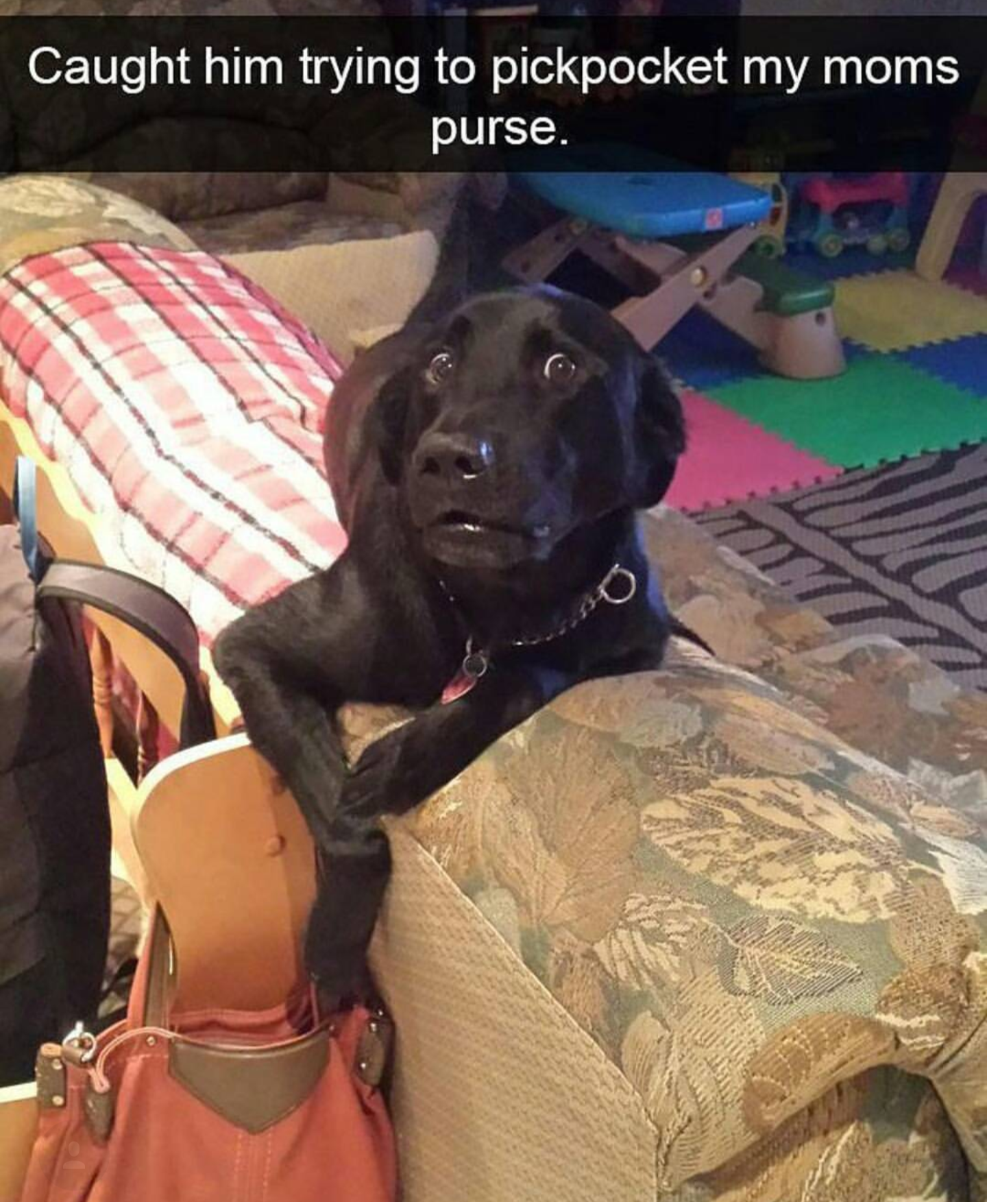 This meme features a photo of a dog sitting on a couch, looking up at the camera with a guilty expression. The text at the top of the image reads "Caught him trying to pickpocket my mom's purse". The meme is a humorous take on a common household scenario, where a pet is caught in the act of stealing something they shouldn't be.