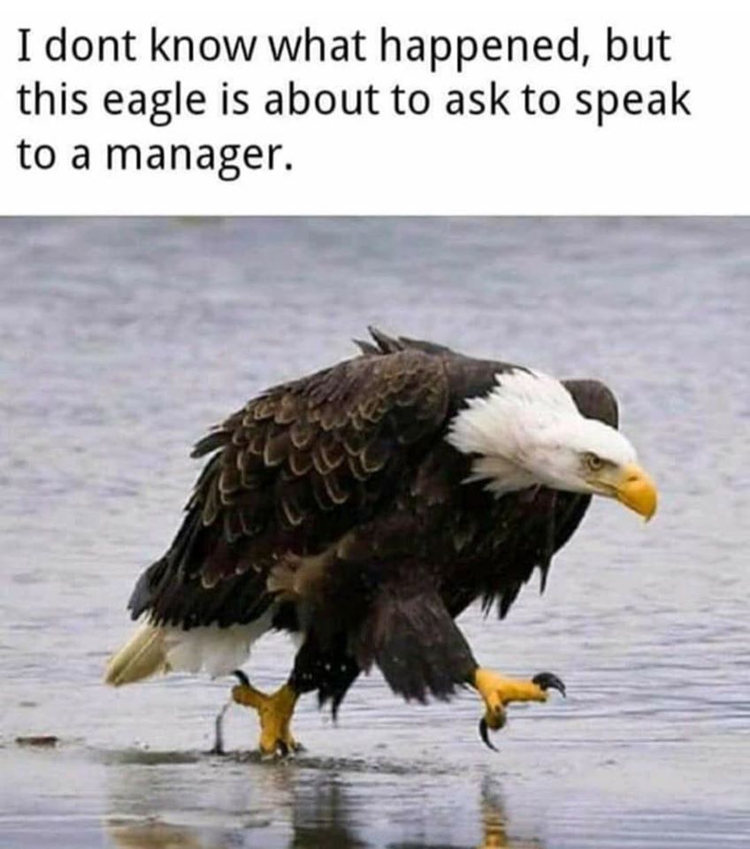 This meme features a photo of an eagle in a business setting, likely in a conference room or office. The text above the image reads: "I don't know what happened, but this eagle is about to ask to speak to a manager." The meme is humorous because it takes a common phrase used in a workplace setting ("I don't know what happened, but...") and applies it to a situation where a wild animal is about to confront a human authority figure. The image is likely meant to be humorous and absurd, exaggerating the idea that an eagle would have the ability to navigate a human workplace and demand to speak to a manager.