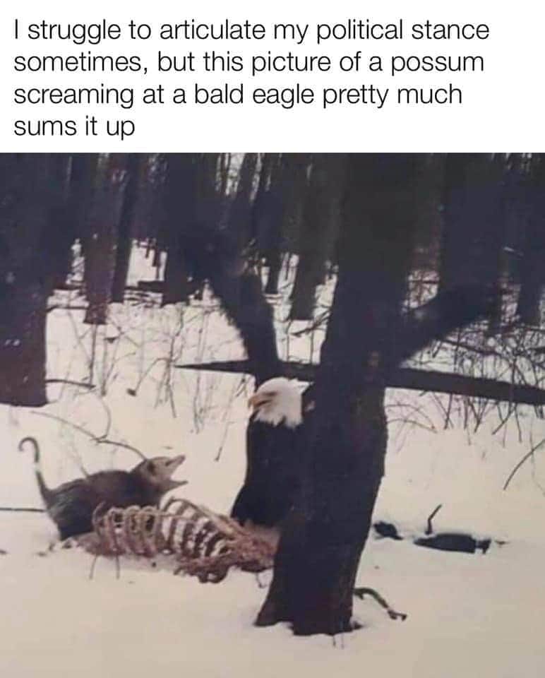This meme is a humorous image of a dead opossum (also known as a possum) that has been killed by a bald eagle, which is a large bird of prey. The image is captioned "I struggle to articulate my politics sometimes, but this picture of a possum screaming at a bald eagle pretty much sums it up". The joke is that the possum is being killed by the eagle, but the caption is saying that the situation is like trying to explain complex politics, implying that the situation is chaotic and hard to understand.