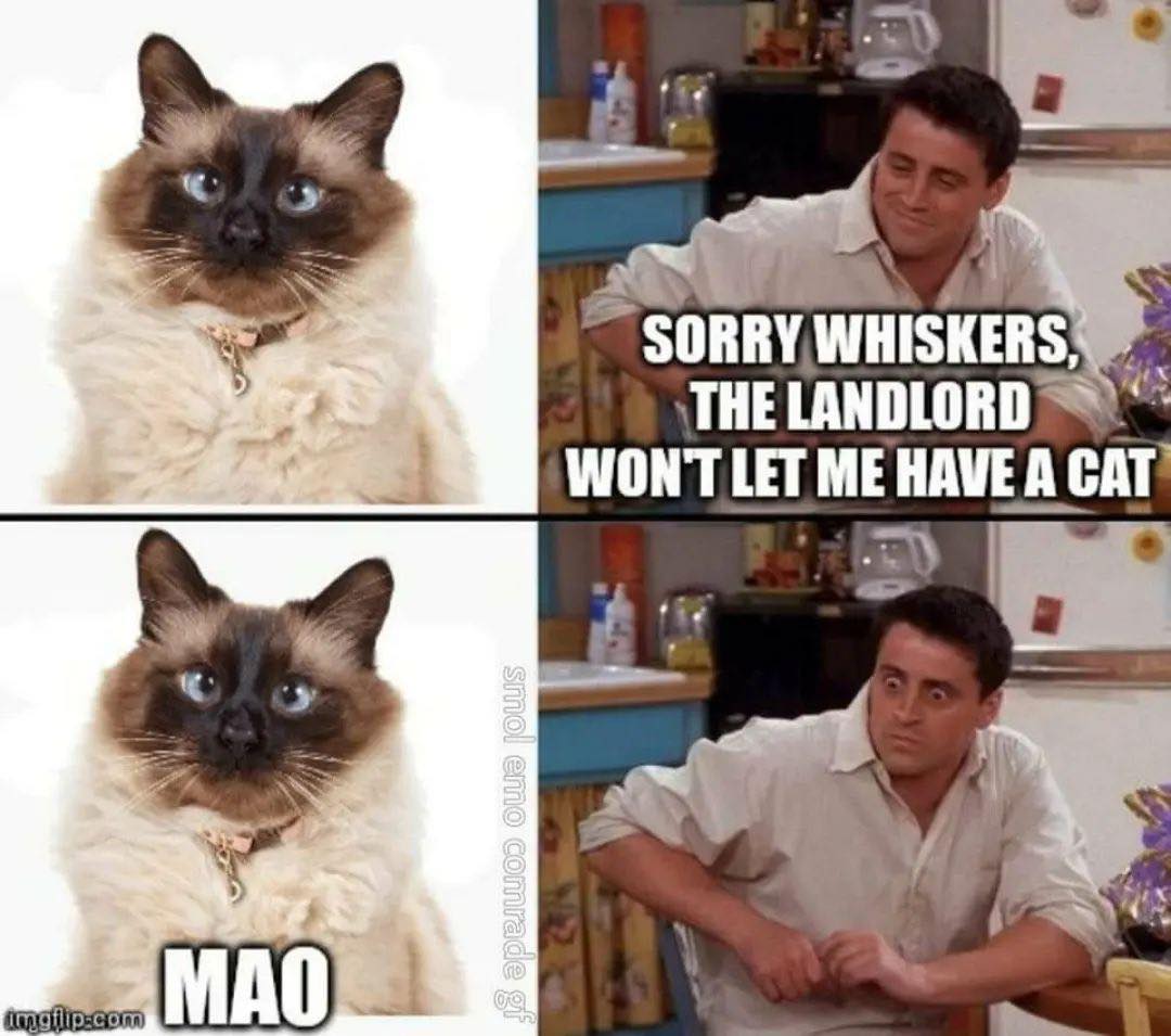 This meme is a humorous exchange between a cat and its owner. The cat says "Sorry whiskers, the landlord won't let me have a cat" in response to the owner's request to get a cat. The cat's response is sarcastic and playful, using the Chinese Communist Party's abbreviation "MAO" to imply that the cat is a communist revolutionary.