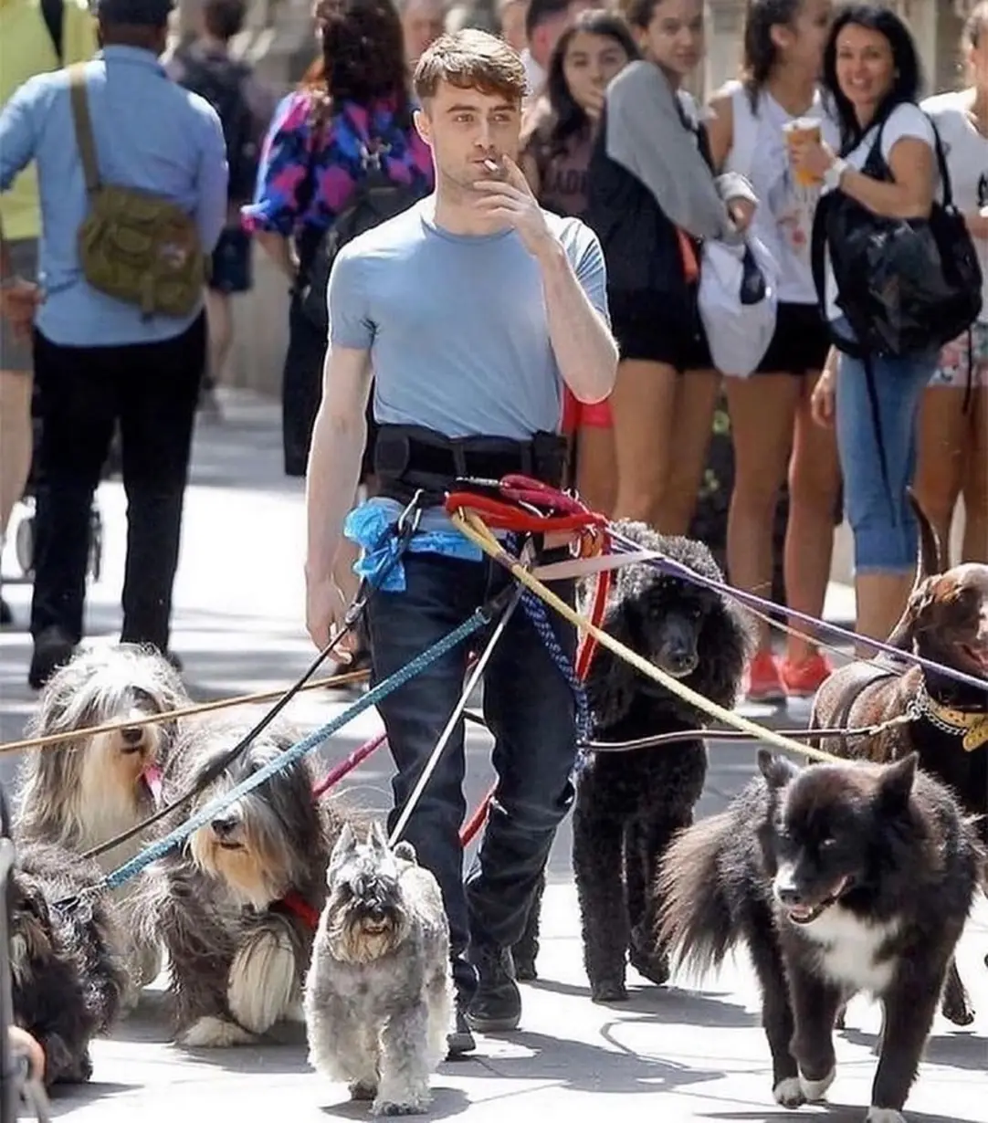 This meme features a photo of Daniel Radcliffe, the actor who played Harry Potter, walking a large number of dogs on a leash. The text in the image reads "I can see my life's purpose now". The meme is likely referencing the idea that walking so many dogs at once is a fulfilling and meaningful experience, much like finding a sense of purpose in life.