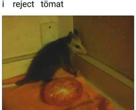 This meme is a photo of a person's cat sitting on a keyboard, with the text "i can smell the desperation" above it. The image is likely a screenshot from a social media platform, and the text is a humorous commentary on the situation.