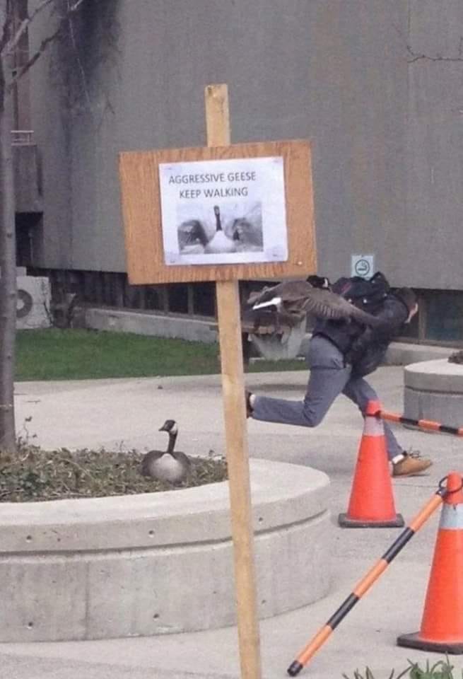 The meme is an image of a person wearing a "I'm with stupid" hat, which is a humorous way to point out someone's foolishness. The image is captioned "Aggressive Geese: Keep Walking" with a photo of a geese in the background. The meme is poking fun at the idea that a sign warning of aggressive geese is being ignored by a person who is walking into the area where the geese are known to be aggressive.