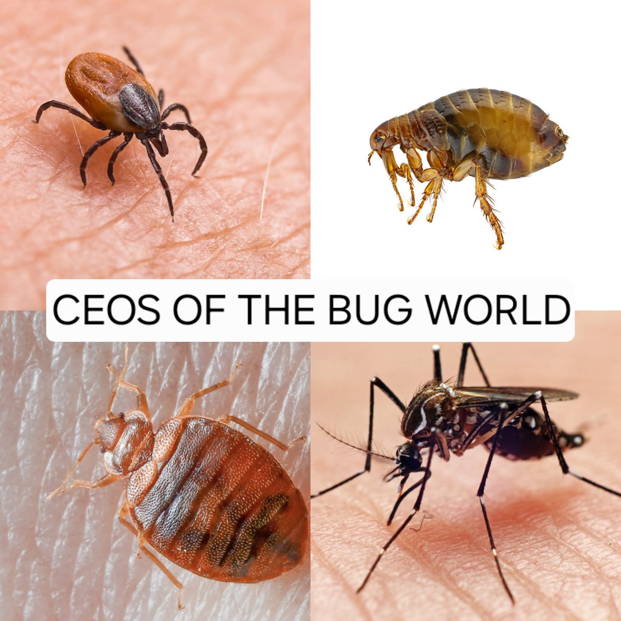 This meme is a humorous commentary on the supposed "leadership" of certain individuals, particularly those in the tech industry. The image juxtaposes a series of insect photos with a text caption that reads "CEOS OF THE BUG WORLD". The meme is likely meant to be ironic or satirical, poking fun at the idea that certain individuals are "leaders" in a particular field, while also highlighting the absurdity of comparing human leaders to insects.