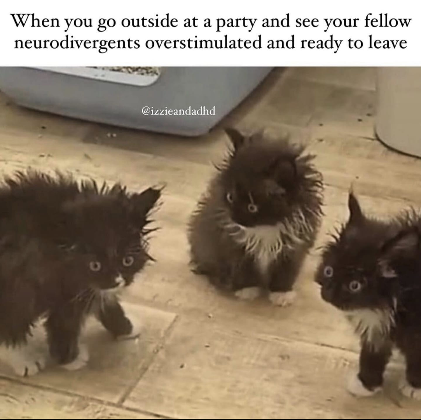 This meme features a humorous image of three cats with wild, unkempt fur, implying they've been left unattended for a while. The caption above the image reads, "When you go outside at a party and see your fellow neurodivergents are still stimming and you're expected to join in."