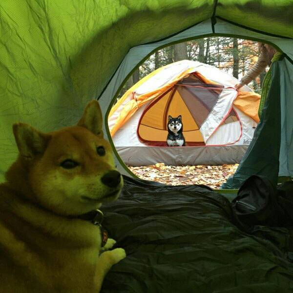 The meme features a photo of a dog sitting in a tent, looking out at the viewer with a concerned expression. The caption "I'm not saying I'm a dog in a tent, but..." is written above the image, implying that the dog is somehow aware of its own absurd situation. The meme is likely humorous because it exaggerates the idea of a dog being aware of its own situation, creating a sense of irony and playfulness.
