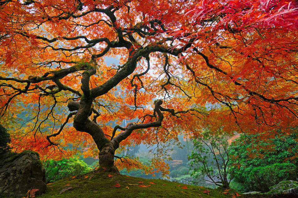 This meme is an image of a tree with vibrant orange and red leaves, with a few branches and roots exposed. The text "I'm not lazy, I'm just on tree-time" is written in a playful, cursive font at the top of the image. The image is meant to be humorous, poking fun at the idea that someone is being lazy, but instead is just taking a break to enjoy the beauty of nature.