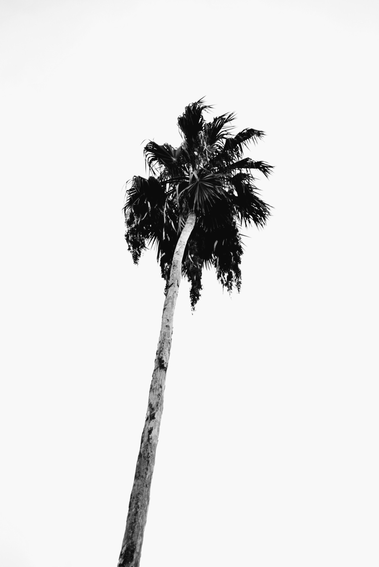 This meme is a simple image of a palm tree with a long, curved trunk and a few palm fronds at the top. The text "I can relate" is written in a playful, cursive font above the tree. The meme is likely referencing a situation where someone feels like they're stuck in a situation or feeling overwhelmed, much like a palm tree that's been blown over by strong winds.