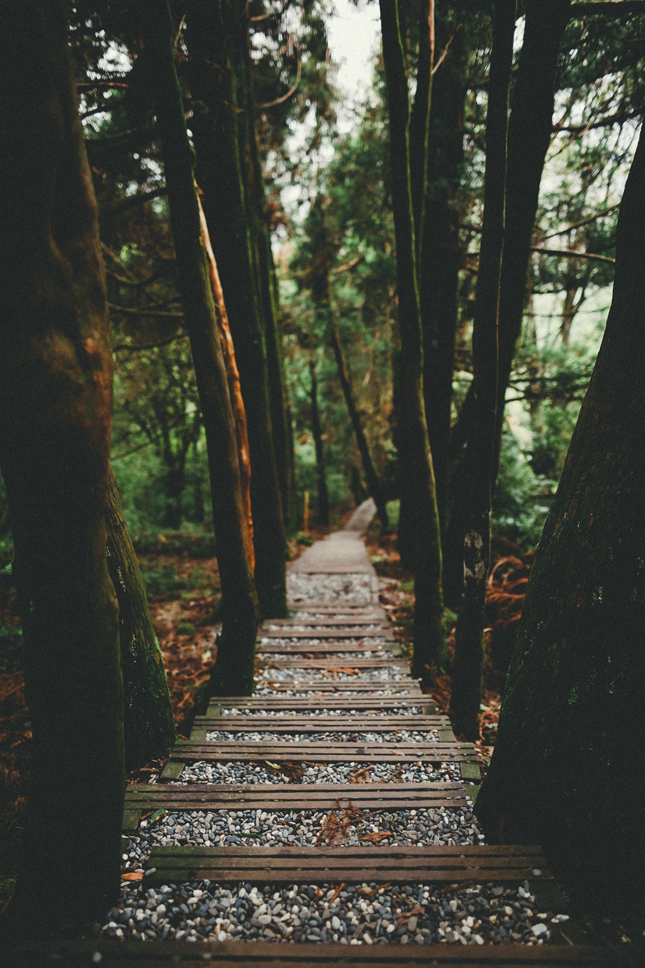 This meme is an image of a forest path with a wooden bridge crossing a stream. The text on the image reads "I love my job" and features a picture of a person sitting at a desk with a confused expression, surrounded by trees and a sign that says "I love my job". The contrast between the serene forest setting and the person's confused expression is humorous.
