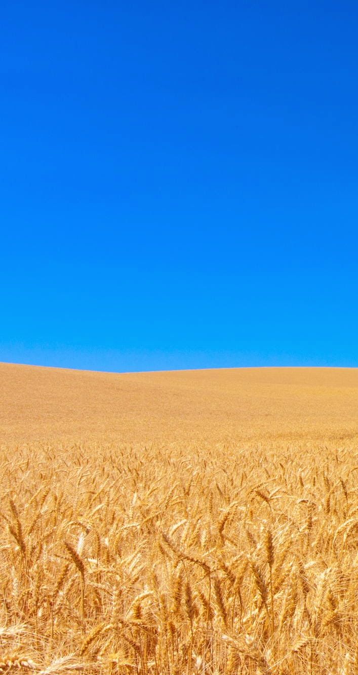 This meme is an image of a vast, empty field of wheat, with no people, animals, or features in sight. The text "I can see for miles" is often overlaid on top of the image, referencing the classic song "I Can See for Miles" by The Who. The meme is likely used to express a sense of freedom or a feeling of being alone in a vast, open space.