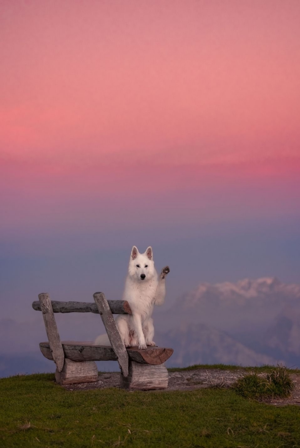 The meme features a dog sitting on a bench, looking out at the viewer with a smug expression. The text "I can smell the desperation" appears above the dog, implying that it's commenting on the viewer's emotional state. The image is likely humorous because it's a relatable and ironic take on the common experience of feeling anxious or overwhelmed.