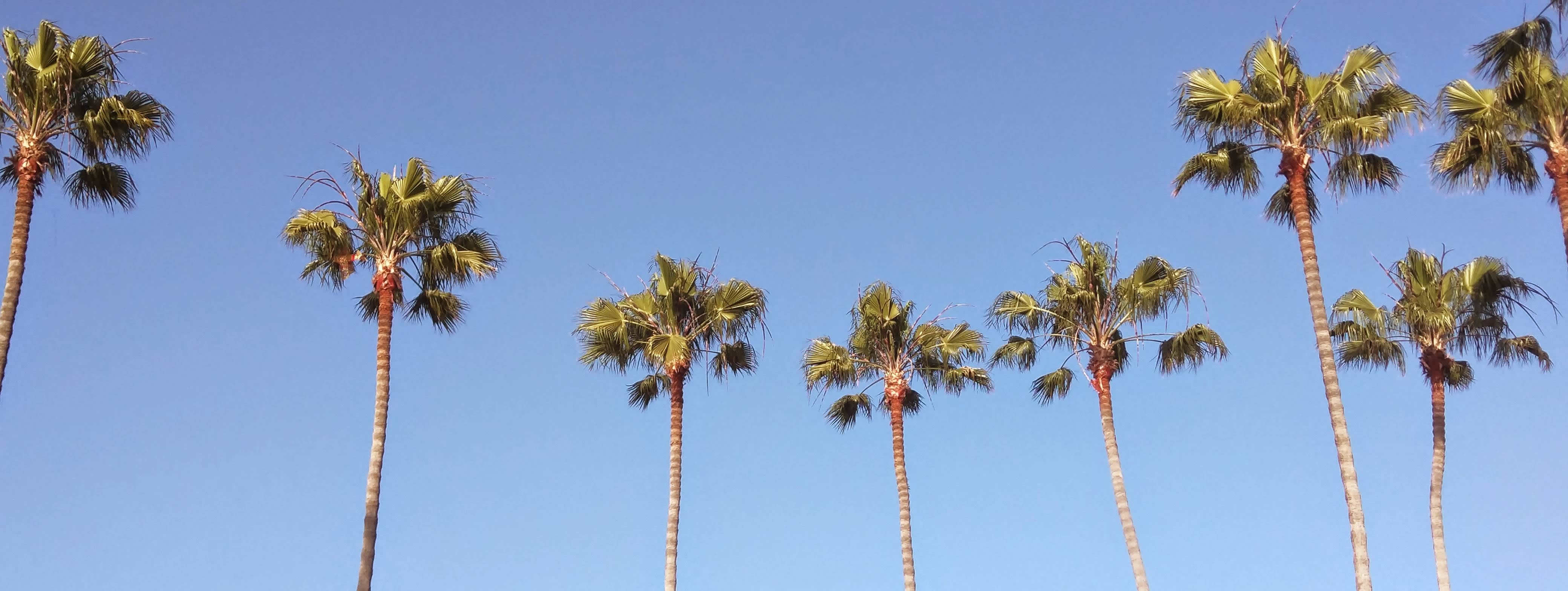 The meme is an image of a palm tree with a long, thin trunk and a few fronds at the top. The image is captioned "I can smell the desperation" and is likely referencing the idea that palm trees are often planted in areas with high humidity and are known for their ability to thrive in such conditions.