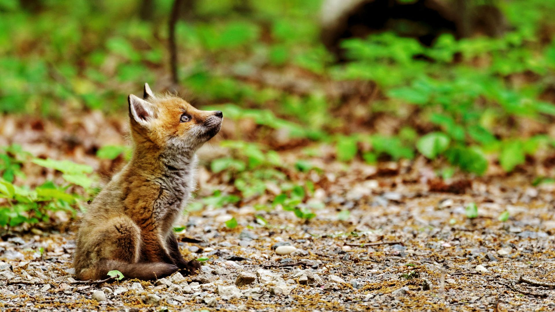 This meme is an image of a cute, fluffy, and adorable baby fox, also known as a kit, sitting on its hind legs and looking up at something with a curious expression. The text in the image reads "I can smell the desperation in the air".