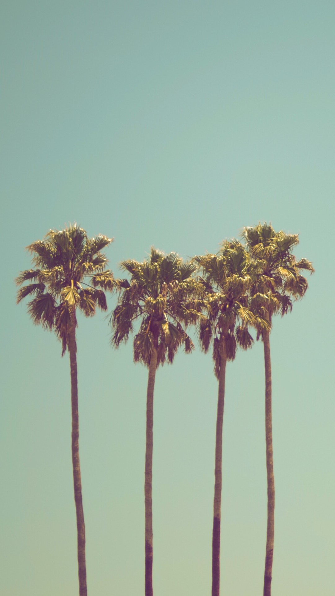 This meme is a picture of a row of palm trees with their trunks and leaves blown backwards by a strong wind. The text "I can smell the desperation" is written in a playful, cursive font above the trees. The image is meant to be humorous, implying that the trees are struggling to cope with a difficult situation.