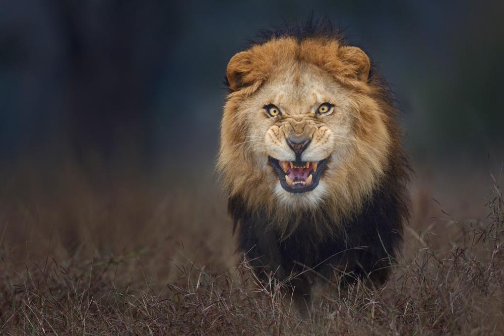 The meme is a picture of a lion with its mouth open, revealing sharp teeth, and its eyes are wide with a mix of anger and surprise. The text "I can smell the desperation" is written above the lion's head. The image is meant to be humorous, implying that someone is being overly enthusiastic or desperate about something.