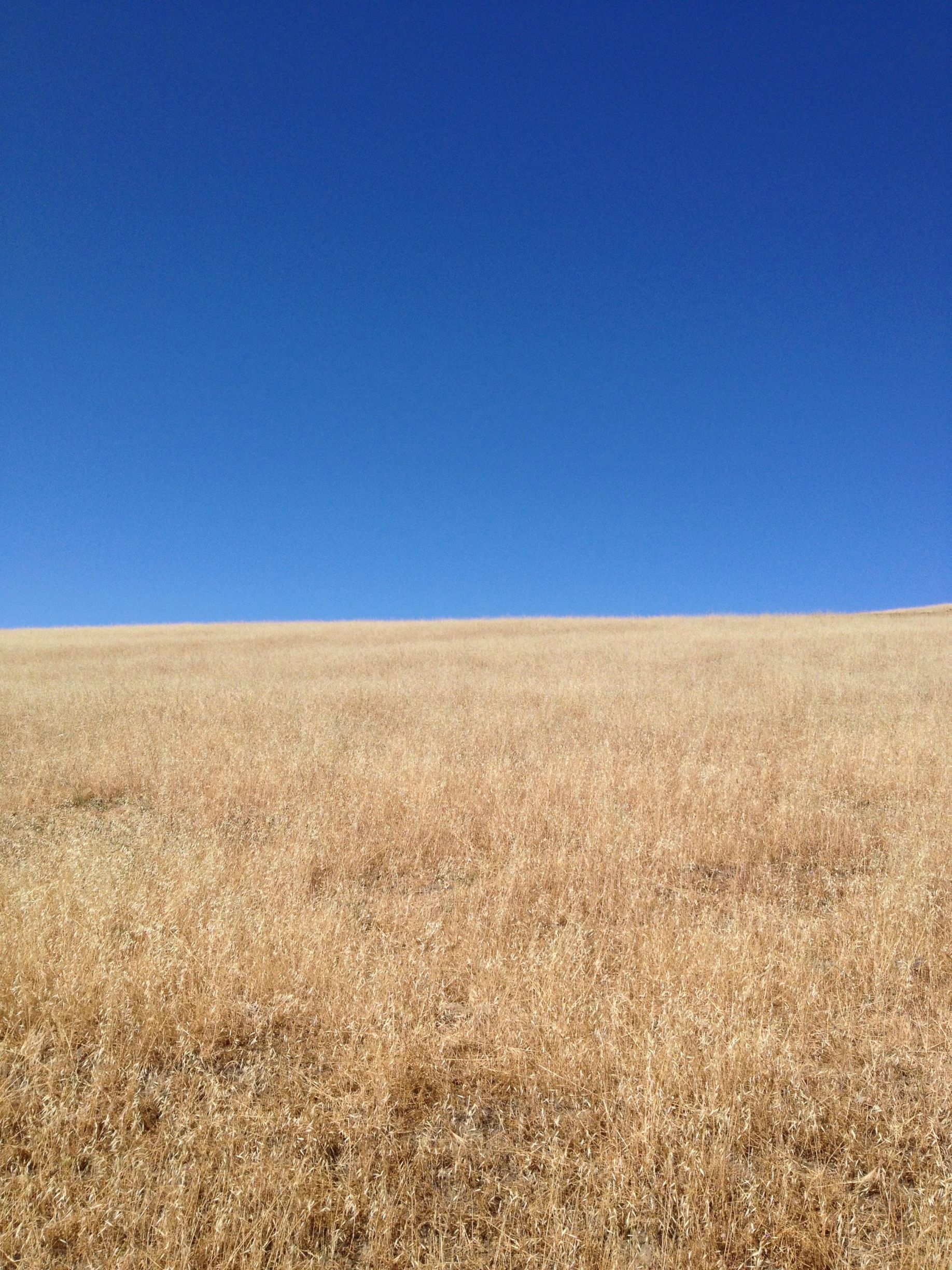 The meme is a screenshot of a Google search results page, with the title "Why is the sky blue?" at the top. The answer section below the title reads: "The sky is blue because of a thing called Rayleigh scattering, but I have no idea what that means."
