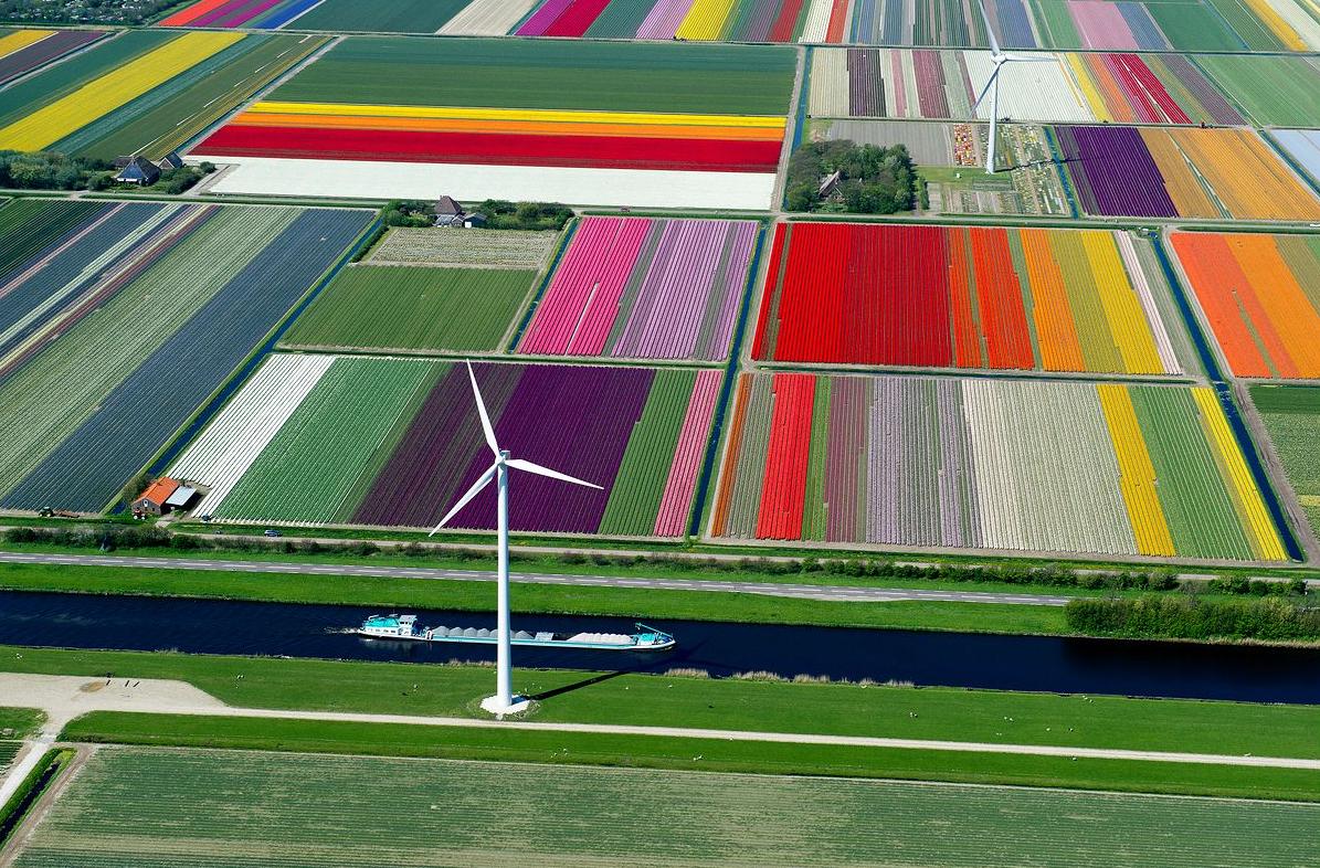 The meme is a picture of a field of tulips, but the tulips are all red and the image is captioned "I love my wife".