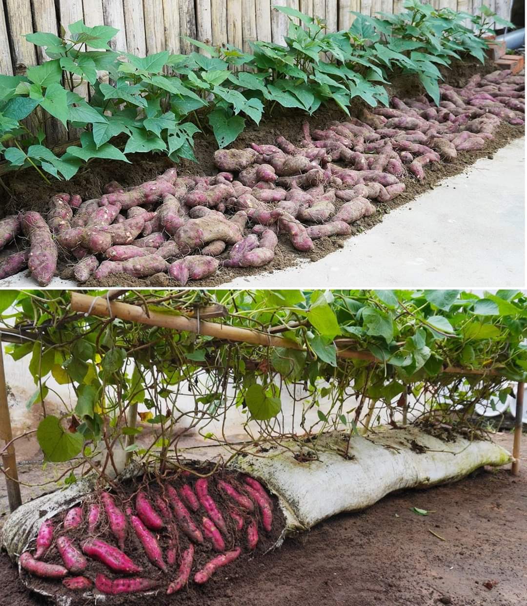 The meme is a humorous comparison of two types of food production systems. The top image shows a traditional, labor-intensive method of growing sweet potatoes, with a large pile of harvested roots and a row of plants....