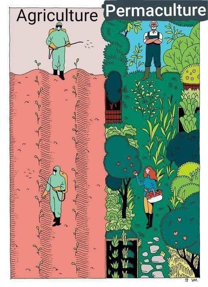 This meme is a humorous comparison between two lifestyles: a traditional agricultural (Agriculture) and a sustainable community-driven (Permaculture) approach to living. The image shows a contrast between a person working hard in a field with toxic chemicals, versus a person living in harmony with nature, surrounded by lush gardens and wildlife. The text at the top reads "Agriculture" and "Permaculture" respectively.