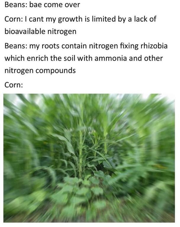 This meme is a humorous comparison between a person's romantic relationship and a plant's growth. The text on the image reads: "I've been in a relationship for 3 years and my girlfriend still doesn't know I love her. Meanwhile, I've been watering my plants for 3 years and they still don't know I love them either." The meme is likely a relatable joke about the struggles of relationships and the care we put into our plants.