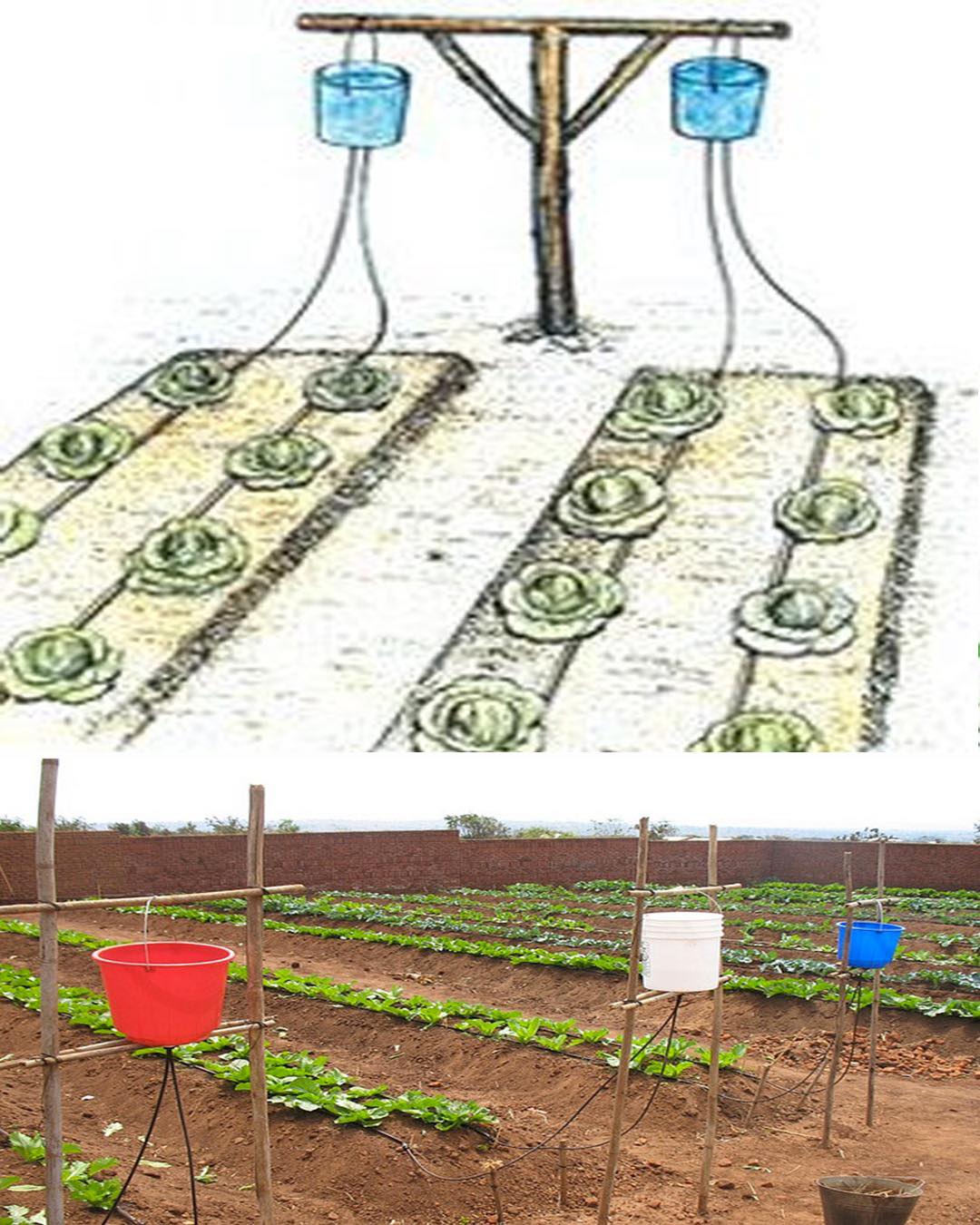 The meme is a humorous illustration of a garden with a series of pipes and water containers, but instead of using traditional irrigation methods, the pipes are filled with water and then "watered" by having buckets of water poured into them, creating a chaotic and absurd water distribution system. The text accompanying the image is likely "Innovation" or a similar phrase, implying that this unorthodox method is somehow an improvement over traditional gardening practices.
