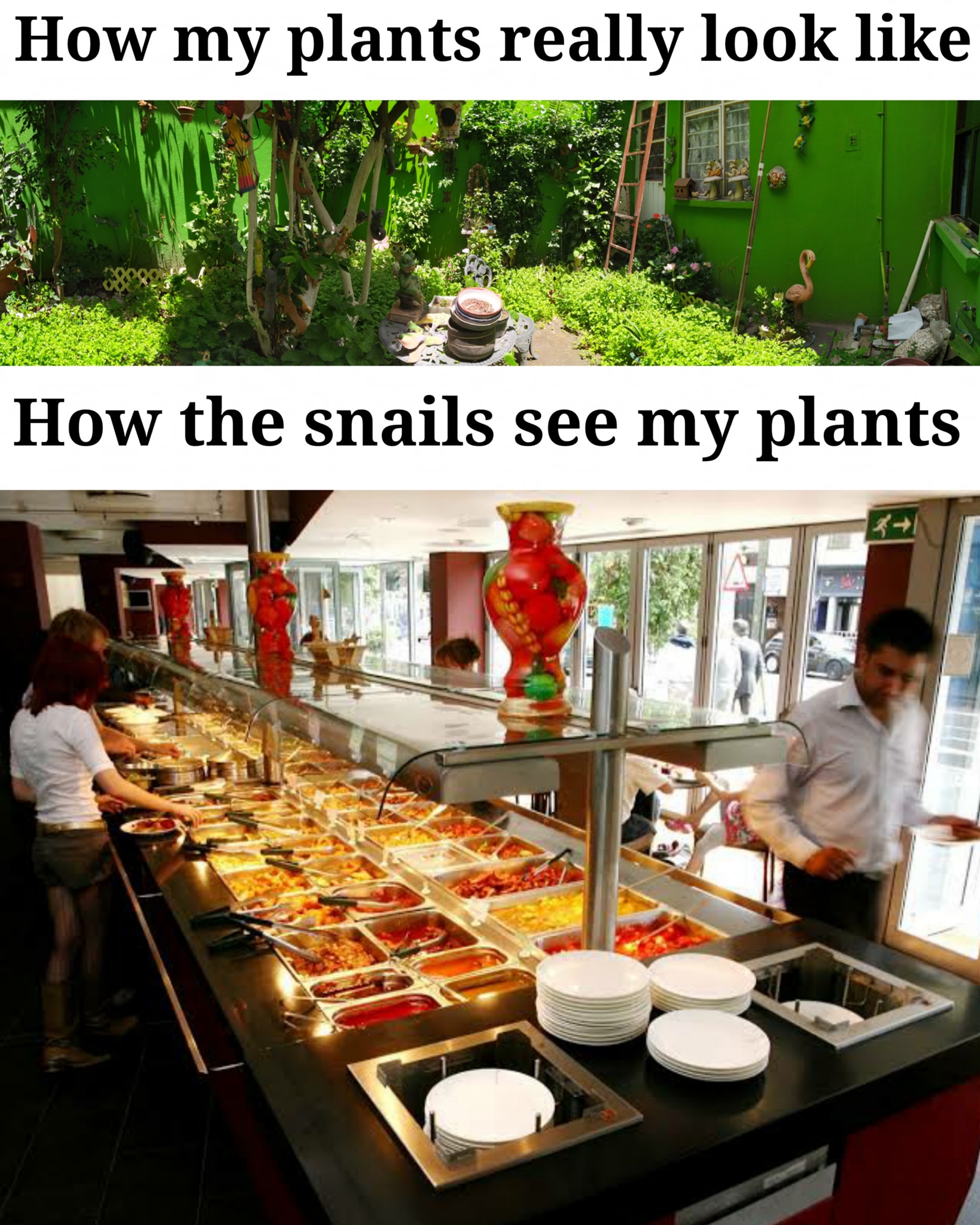 The meme is a humorous comparison between how plants are perceived by humans and how they are perceived by small insects, specifically snails. The top image shows a beautifully manicured garden with a caption "How my plants look". The bottom image shows a messy, overgrown garden with a caption "How my plants look to snails".