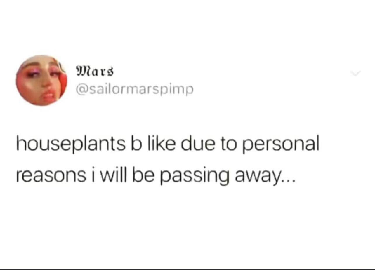 This meme is a humorous take on the popular internet phrase "I can smell the desperation" from a 2013 song by The 1975. The image shows a screenshot of a Twitter post with the text "I can smell the desperation" replaced with "I can smell the desperation... of my houseplants". The meme is poking fun at the idea that one's houseplants are so desperate for attention that they're emitting a strong scent, implying that the owner is neglecting them.