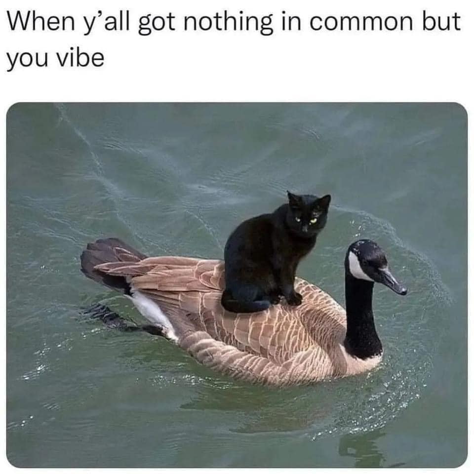 This meme is a humorous image of a cat sitting on the back of a duck, with the cat's paws holding onto the duck's feathers. The text above the image reads "When you and your best friend just vibe". The meme is poking fun at the idea that the cat and duck are so comfortable with each other that they're just going with the flow and enjoying each other's company.