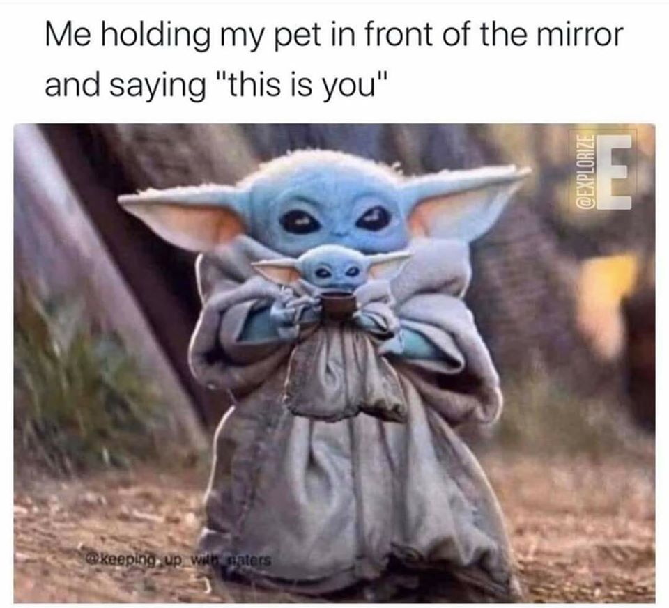 The meme is a still image of a character from the Star Wars franchise, specifically the child version of the character known as "Baby Yoda" from the series "The Mandalorian". The character is shown looking at its own reflection in a mirror, with a puzzled expression. The text above the image reads "Me holding my pet in front of the mirror and saying 'this is you'".