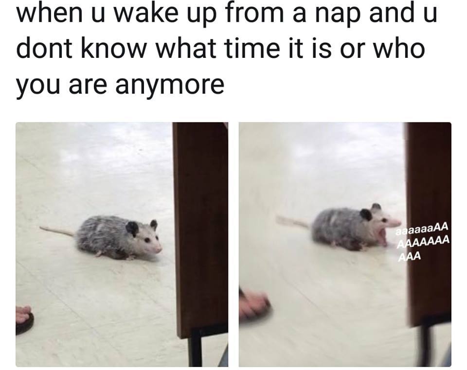 This meme is a humorous image of a dead opossum lying on the floor, with a caption that reads: "when you wake up from a nap and you have no idea what time it is or who you are". The image is a playful way to poke fun at the disorienting feeling of waking up from a nap and not knowing what time it is or how you got there.