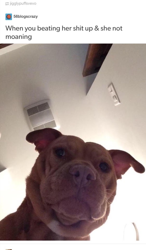 This meme features a photo of a dog's face, likely taken from a low angle, with a comically exaggerated expression. The text above the image reads: "When you beat your girl and she still doesn't put out".
