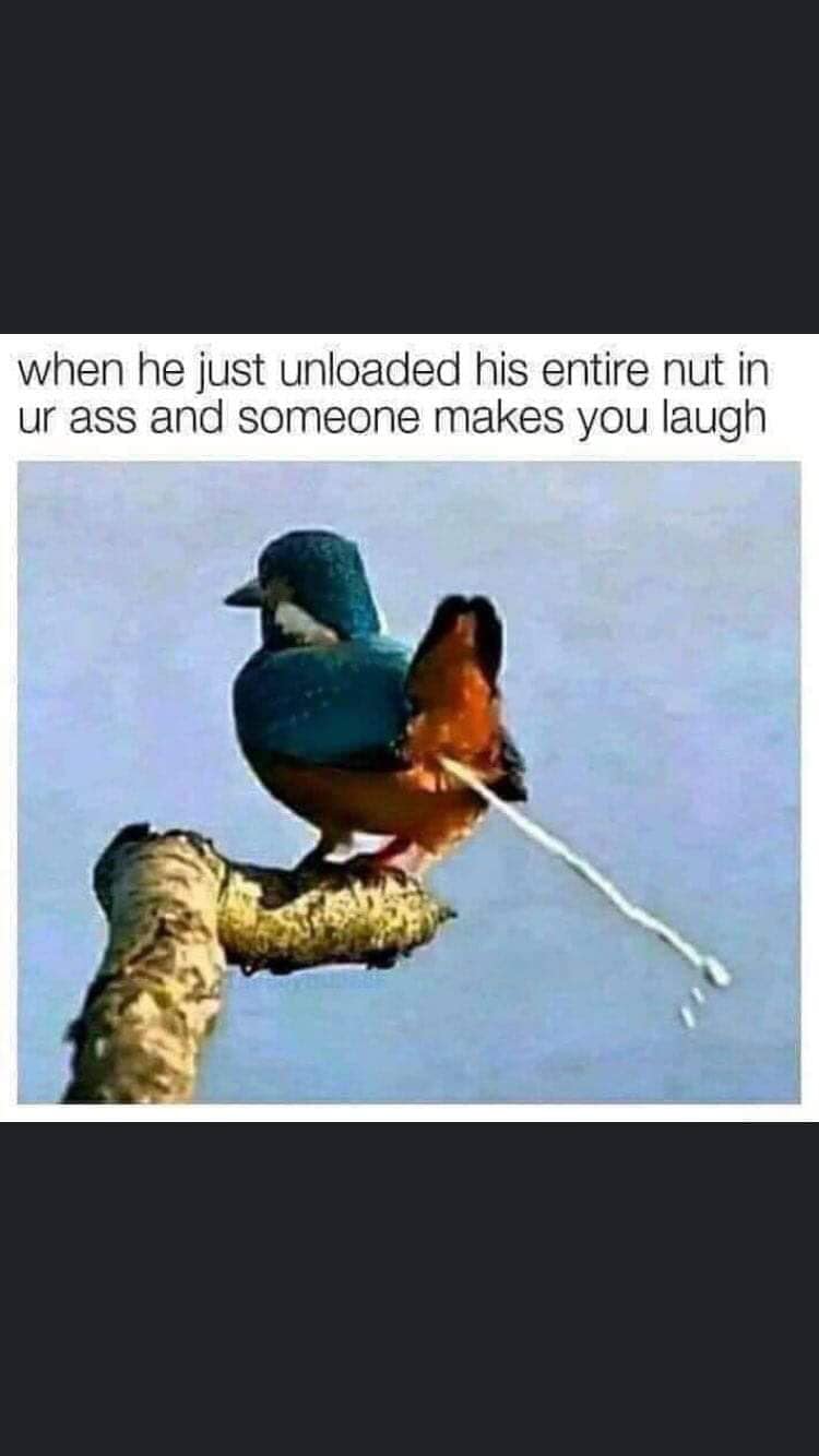 This meme is a humorous image of a bird with its beak stuck in a nut. The text at the top reads "when he just unloaded his entire nut in your ass" and the text at the bottom says "and someone makes you laugh". The image is meant to be a humorous and relatable take on a awkward or uncomfortable situation, where someone makes you laugh despite the initial embarrassment or awkwardness.