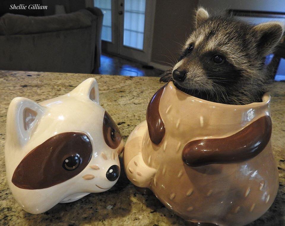 The meme features a picture of a raccoon (referred to as a "raccoon in a cookie jar") sitting in a ceramic cookie jar shaped like a raccoon. The text "I'm not a raccoon, I'm a cookie jar" is written above the image. The meme is likely humorous because it's a play on words, using the idea of a raccoon being in a cookie jar to make a joke about identity.