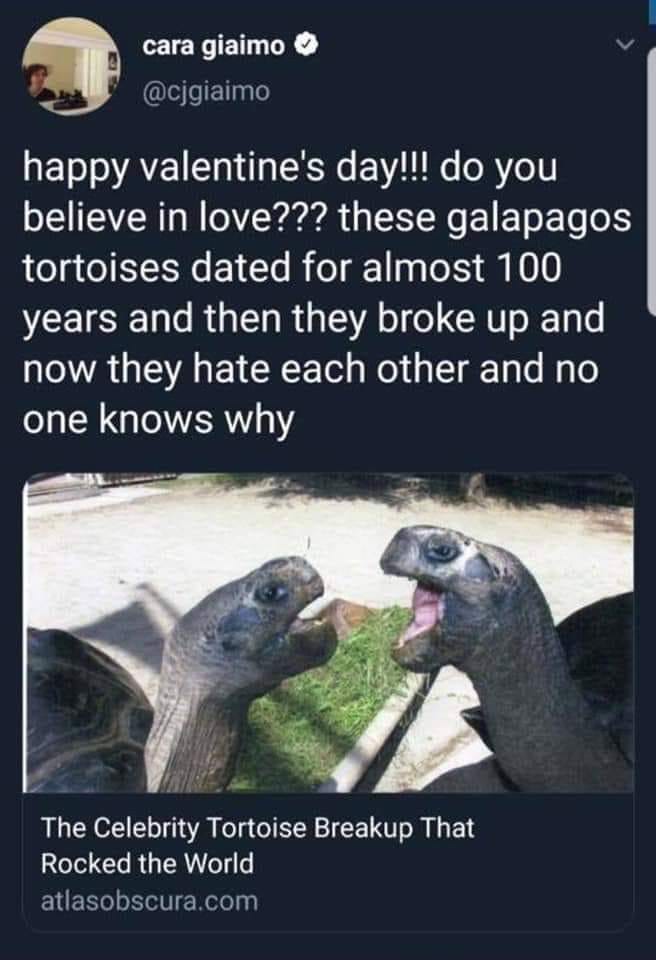This meme is a humorous take on the news that the Galapagos Islands' famous giant tortoises, Lonesome George and his companion, are no longer together. The text reads: "The Galapagos tortoises, famous for being one of the oldest living species on Earth, have broken up. Lonesome George, the last of his kind, has split from his partner after 100 years of being together. The reason for the split? Lonesome George is 108 years old and his partner is 103, and they're just too old for each other."