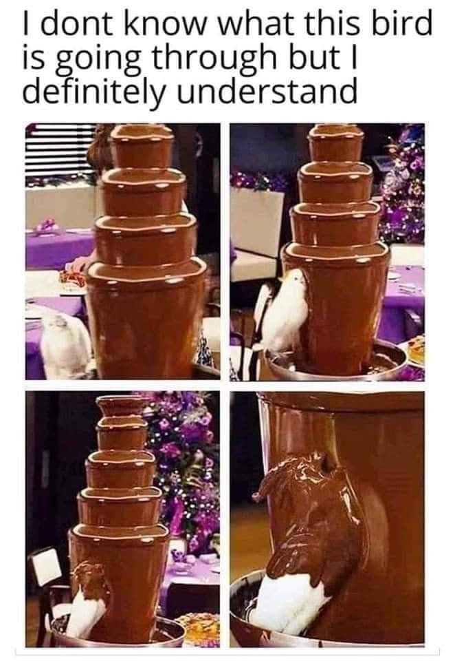 This meme features a humorous image of a person sitting in a chocolate fountain, surrounded by a mess of chocolate. The text at the top of the image reads, "I don't know what this bird is going through, but I feel it." The image is a play on the common phrase "I feel it," implying that the person is feeling a sense of empathy for the bird's situation, but the actual situation is that the bird is sitting in a chocolate fountain, getting covered in chocolate.