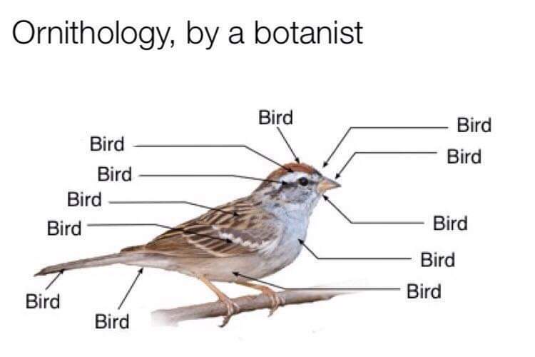 The meme is a simple image of a bird with a caption "ornithology" (the study of birds) and "by a botanist" (a humorous reference to a botanist, who is typically an expert in plants, not birds). The image is likely a playful joke, poking fun at the idea that a botanist would be an expert in birds.
