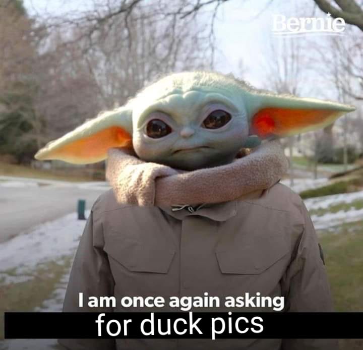 This meme is a photo of a character from the Star Wars franchise, Baby Yoda, with a caption "I am 900 years old" which is a humorous exaggeration of his age. The meme is likely referencing the popular internet trend o...